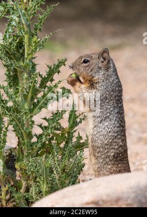 Scoiattolo di roccia, Otospermophilus variegatus, alla riserva ripariana al Ranch d'acqua, Gilbert, Arizona Foto Stock