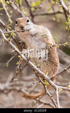 Squirrel terra a coda rotonda, Xerospermophilus tereticaudus, si nutre di foglie al Giardino Botanico del deserto, Phoenix, Arizona Foto Stock