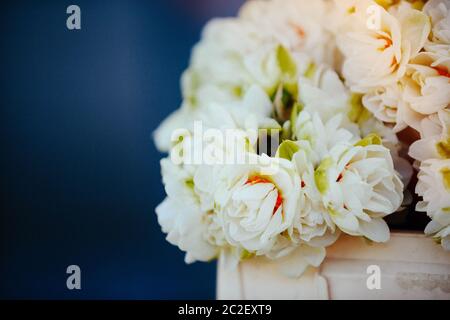 Close up mazzetto di daffodils giallo Foto Stock