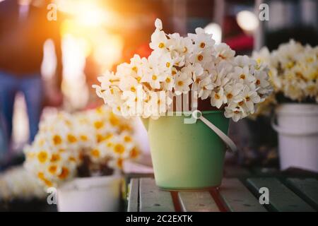 Close up mazzetto di daffodils giallo Foto Stock