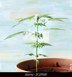 Coltivazione di cannabis a casa. Giovani pianta di canapa con foglie verdi, vista laterale su un sfondo di teal, foto quadrata Foto Stock