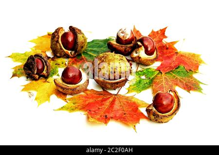 Sfondo autunno colorato con castagne, foglie d'autunno, mela e nocciole Foto Stock