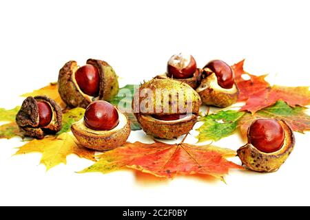 Sfondo autunno colorato con castagne, foglie d'autunno, mela e nocciole Foto Stock