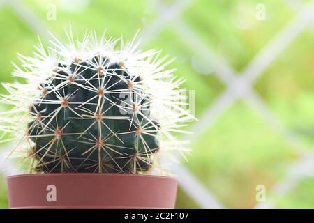 Cactus verde sul davanzale con luce sfondo morbido Foto Stock