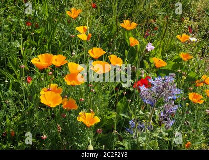 papaveri giallo vivo della california con altri fiori selvatici in un prato in piena luce solare estiva Foto Stock