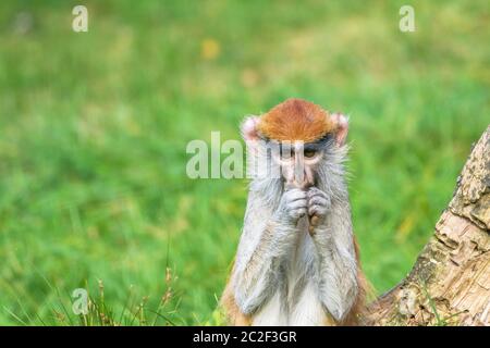 Ritratto del patas monkey mangiando e guardando la telecamera Foto Stock