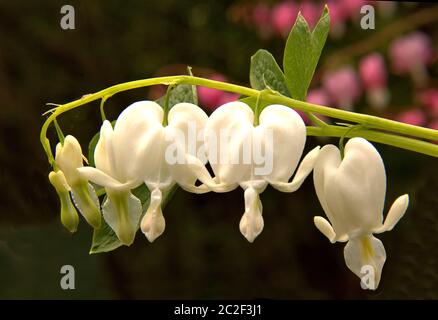 Primo piano di fiori bianchi sanguinanti del cuore con varietà rosa sullo sfondo. Foto Stock