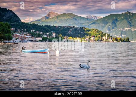 Vista di un bellissimo cigno bianco e barca sul bellissimo Lago di Como al tramonto, Lombardia, Italia. Foto Stock
