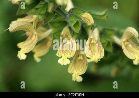 Macro Sticky Sage o Glueal Salvia glutinosa Foto Stock