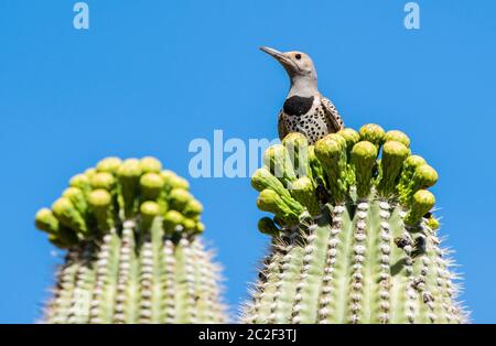 Una femmina di Flicker dorato, Colaptes crisoides, si percola su un cactus Saguaro, Carnegiea gigantea, nel Parco Nazionale di Saguaro, Arizona Foto Stock