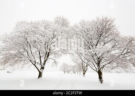 Vista giù per una strada alberata ricoperta di neve Foto Stock