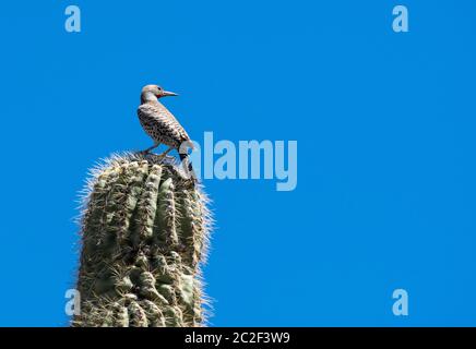Una femmina di Flicker dorato, Colaptes crisoides, si percola su un cactus Saguaro, Carnegiea gigantea, nel Parco Nazionale di Saguaro, Arizona Foto Stock