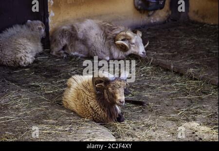 Muflon su una fattoria, dettaglio di cornuto animale mammifero Foto Stock