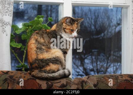 gatto seduto sul retro del divano Foto Stock