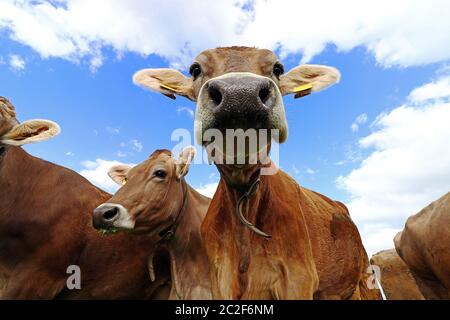 Curioso bestiame bruno su un pascolo in Baviera. Mucche curiose Foto Stock