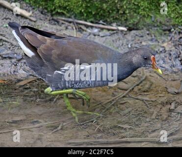 Gallinula chloropus dal Leimbach a Wiesloch Foto Stock