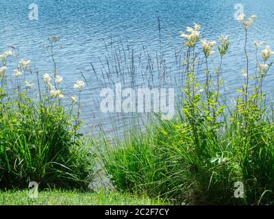 Diversi steli fioriti della pianta dei MeadowSweet (Filipendula ulmaria) sulle rive dell'Attlesee in Baviera nell'estate del 2019. Foto Stock