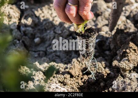Agricoltura biologica, Lattuga Scarola e insalata piante cresciute naturalmente senza concimazione Foto Stock