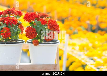 Red zinnia i fiori sbocciano i fiori nel giardino e fiori di colore rosso, il fuoco selettivo Foto Stock