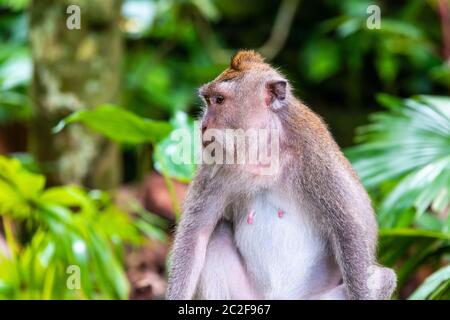 Scimmia macaque alla Foresta delle scimmie di Ubud a Bali, Indonesia Foto Stock