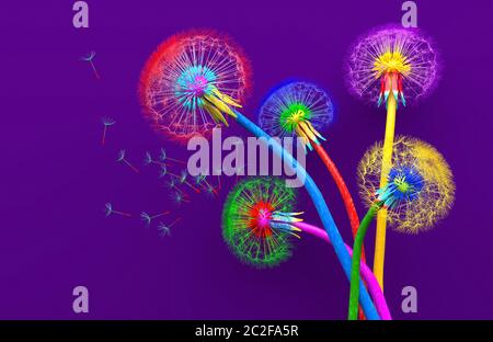 Bouquet di cinque fiori di andelioni in fiore di colori insoliti e colorati. Luminosi e colorati, con andelioni astratti su sfondo viola. Creativo Foto Stock