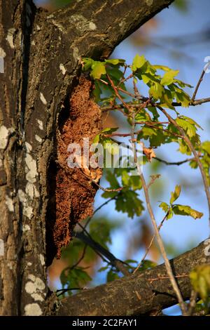 Nido di quercia processivo spinner su un albero di quercia Foto Stock