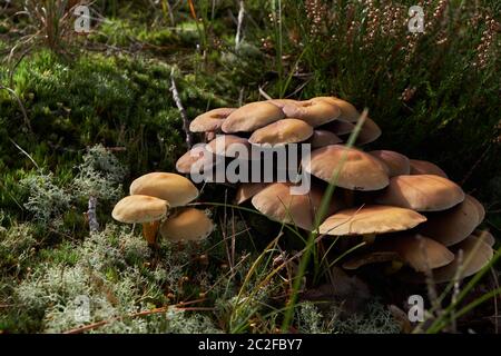 Un cluster di gambo di velluto di funghi nelle dune in Bergen Noord-Holland Foto Stock
