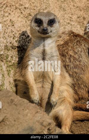 Zoom Erlebniswelt, Gelsenkirchen, Germania. 17 Giugno 2020. Un meerkat (Suricata suricatta) sembra grin mentre si lambisce intorno al sole. Gli animali si rilassano e si rinfrescano con il caldo e l'umido del Nord Reno-Westfalia oggi. Credit: Imageplotter/Alamy Live News Foto Stock