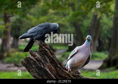 Jackdaw occidentale / jackdaw europeo (Corvus monidula) e piccione di legno comune (Columba palumbus) arroccato su un ceppo di alberi nella foresta Foto Stock