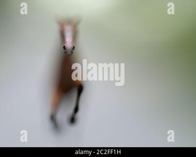 Una silhouette appena leggibile di un singolo cavallo bruno che punga con messa a fuoco in primo piano e sfondo sfocato. Illustrazione concettuale creativa con copia Foto Stock