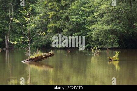 Lago Lacu Rosu in Transilvania, Romania. Lacu Rosu è una destinazione turistica molto apprezzata in Romania, vicino a Cheile Bicazului e ai monti Ceahlau. Rosso la Foto Stock