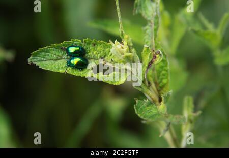 Due insetti lucenti come gemme su foglia verde Foto Stock