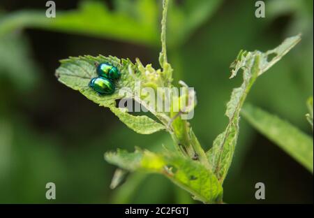 Due insetti lucenti come gemme su foglia verde Foto Stock