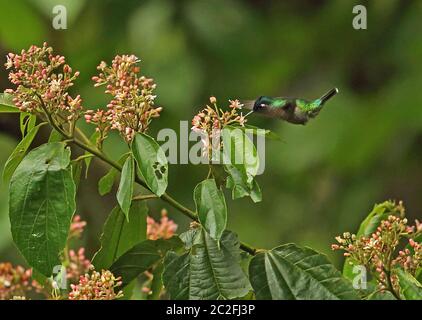 Hummingbird a testa violetta (Klais guimeti merrittii) alimentazione maschile adulto al fiore Pico Bonito, Honduras febbraio 2016 Foto Stock