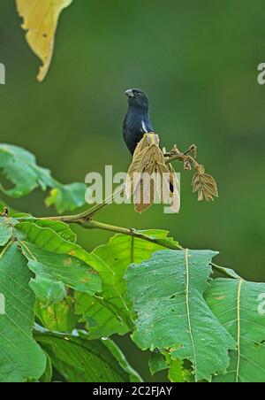 Finca di semi-lavorato a spessore (Oryzoborus funereus funereus) maschio adulto appollaiato sui giardini botanici di Lancetetetilla, Honduras febbraio 2016 Foto Stock