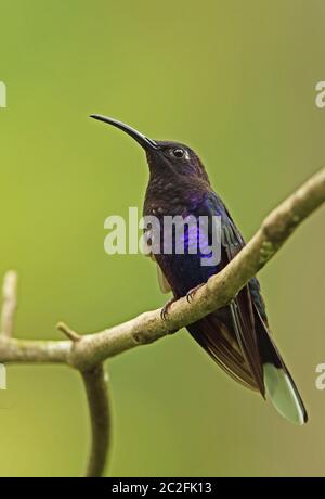 Violetto Sabrema (Campylopterus hemileuurus hemileuurus) maschio adulto arroccato sul torchio Pico Bonito, Honduras febbraio 2016 Foto Stock