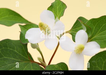 fiore bianco di una pianta di cordata di houttuynia Foto Stock