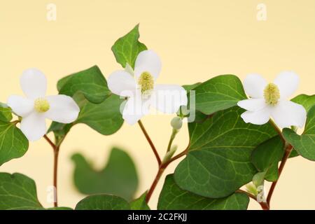 Houttuynia cuoriformi erba pesce con fiore, medicina cinese Foto Stock
