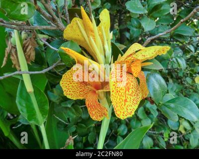 Il giallo indica Canna macchiato di fiori in un giardino cileno Foto Stock