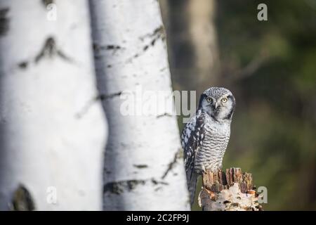 Ritratto di giovane gufo del falco settentrionale (ulula di Surnia) guardando la macchina fotografica nella foresta di betulla. Foto Stock