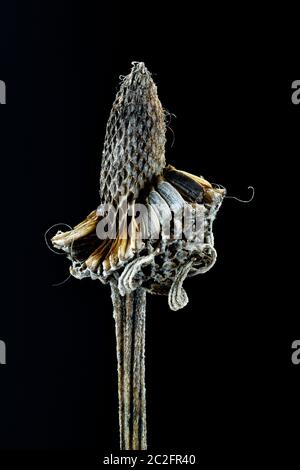 Mettere a fuoco l'immagine macro impilata di una testa di serie di un aruncolo con testa di grigio Foto Stock