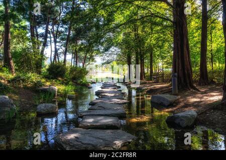 gli alberi di metasequoia allineano il piccolo ruscello con scalini in pietra in giardino semivinito. Preso a Yangpyeong, Corea del Sud. Foto Stock