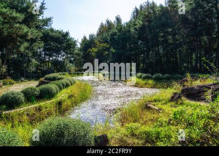 semivita giardino zona guksawon con un piccolo stagno. Preso a Yangpyeong, Corea del Sud Foto Stock