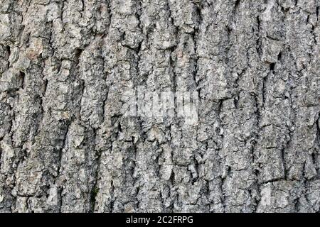 Cenere, corteccia, Fraxinus excelsior, grigio chiaro e scagliato verticalmente su un vecchio albero Foto Stock