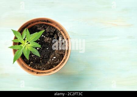 Coltivazione di cannabis a casa. Una giovane pianta della canapa in una pentola, overhead shot su un teal sfondo blu con copyspace Foto Stock