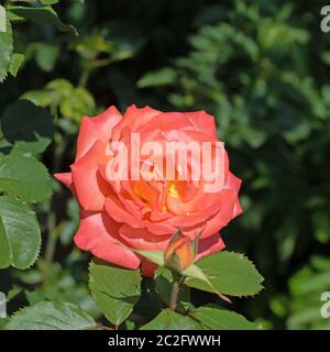 Fiorire rose nobili nel giardino Foto Stock