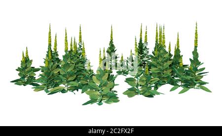 3D rendering di un comune mullen orVerbascum thapsus impianto isolato su sfondo bianco Foto Stock