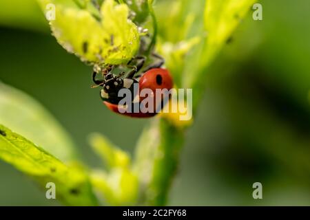 piccoli scarabei nel mio giardino Foto Stock