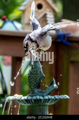 Bluejay si tuffa in una fontana per recuperare uno spuntino di arachidi. Foto Stock