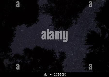 Guardando su alberi di conifere, cielo notturno chiaro con molte stelle sopra Foto Stock